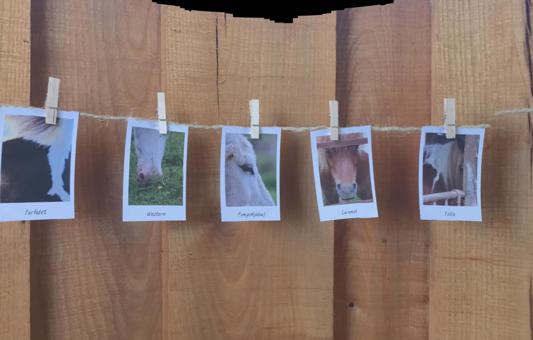 Balades à Poneys
