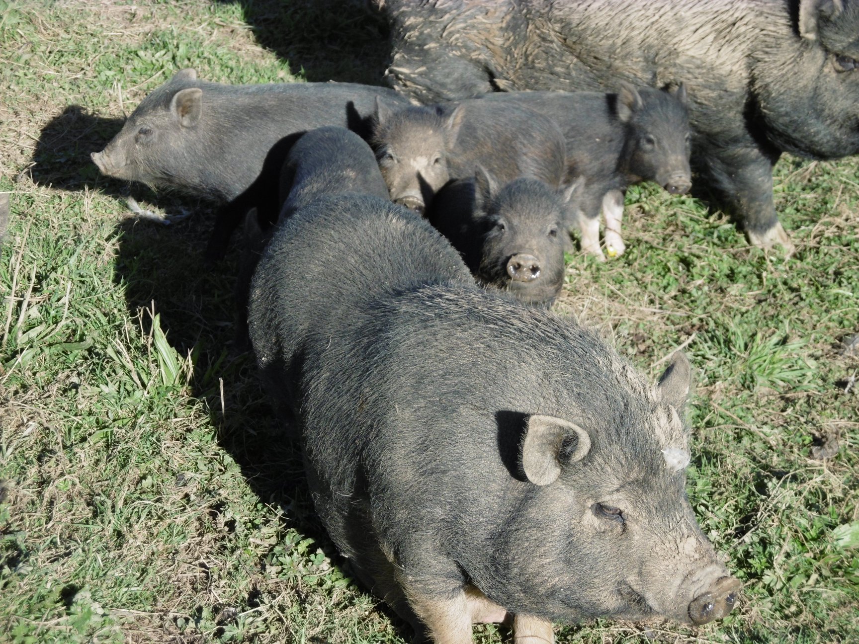 Cochon