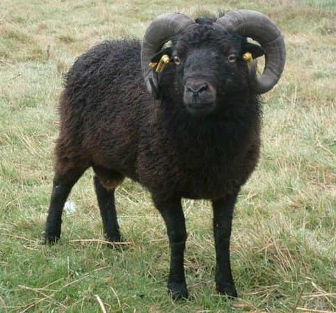 Mouton